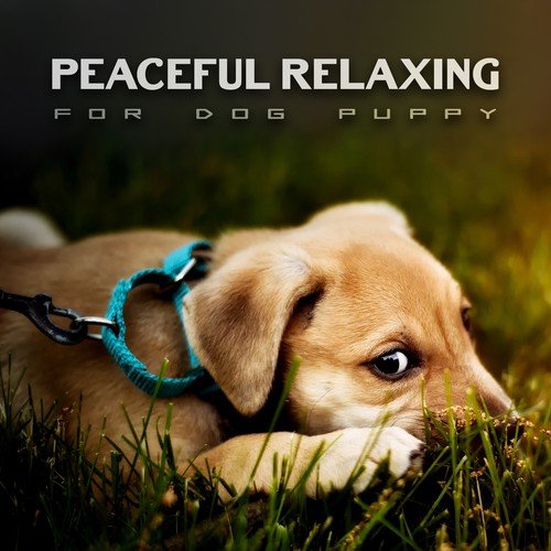 Relaxing Flute for Dog's Ears