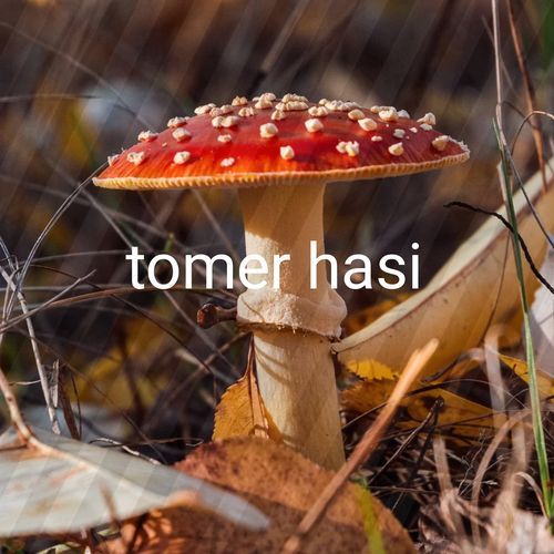tomer hasi