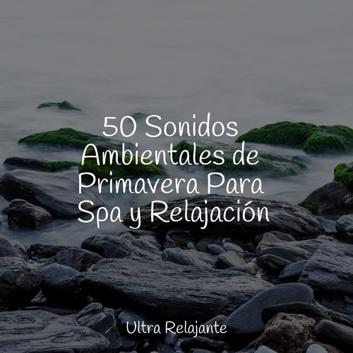 50 Sonidos Ambientales de Primavera Para Spa y Relajación