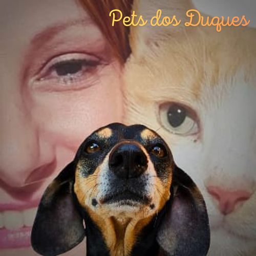 Pet dos Duques (Institucional) cover art