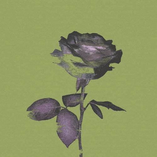 BLACK ROSES