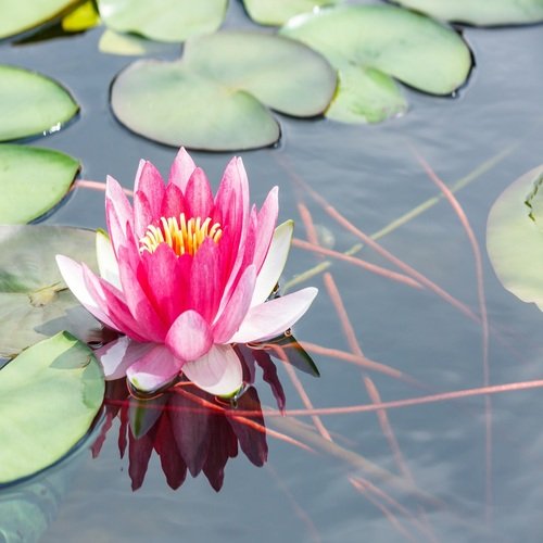 Musique douce de Reiki pour la Guérison de l'Esprit