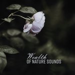 Music for Infant Development Vol. 2