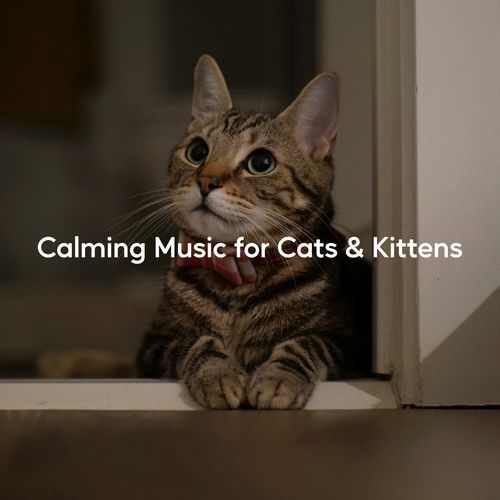 Gentle Cat Nap Sounds