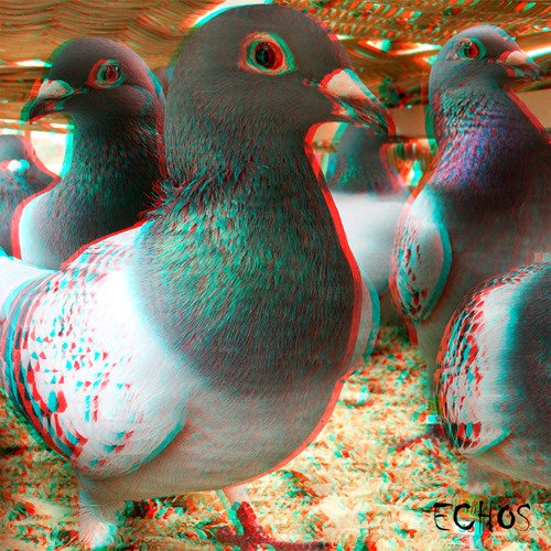 Pigeon