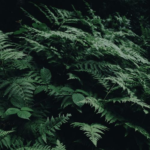 Sleep Waves cover art
