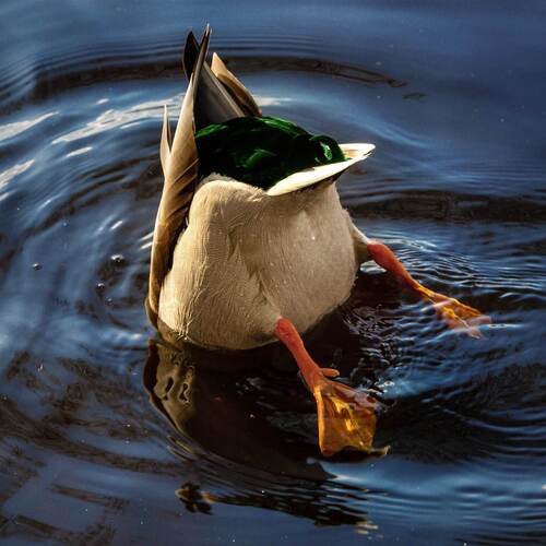 Canard cover art