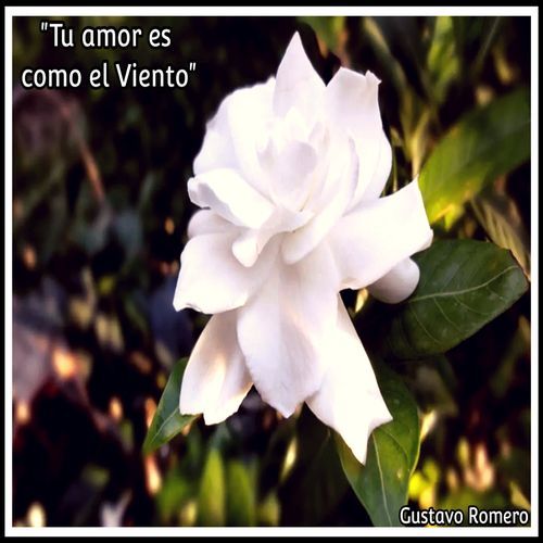 Tu Amor Es Como el Viento_poster_image