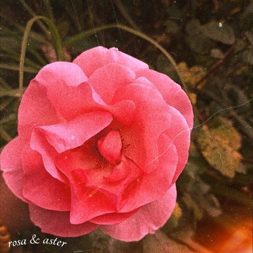 aster cover art