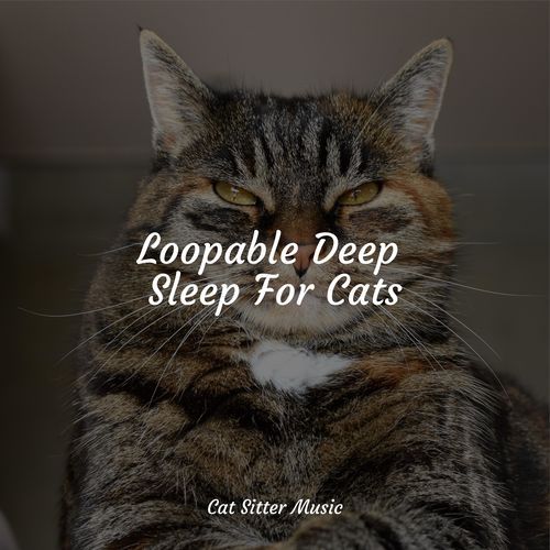 Loopable Deep Sleep For Cats_poster_image