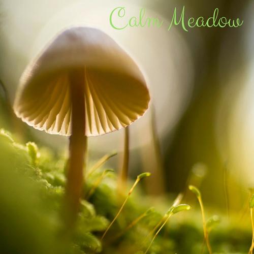 Calm Meadow