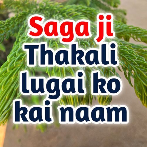Saga Ji Thakali Lugai Ko Kai Naam