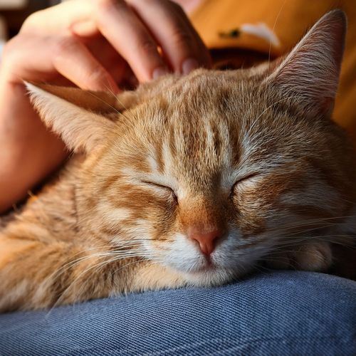 Lofi Kitty Dream cover art