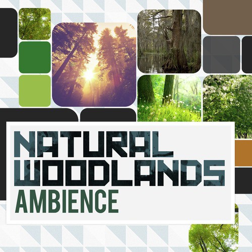 Natural Woodlands: Ambience