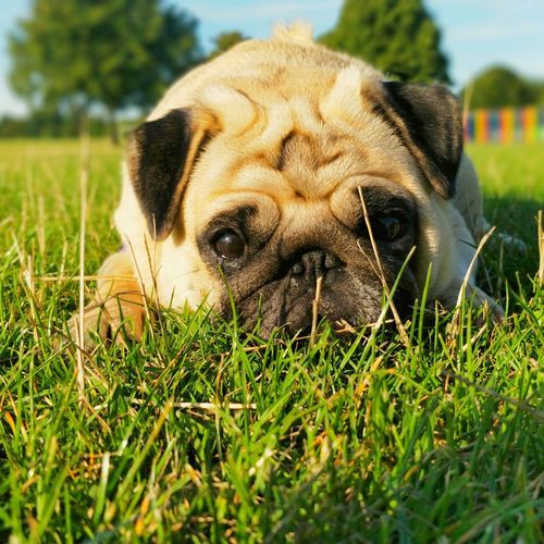 Pug Dog in a Windy Meadow
