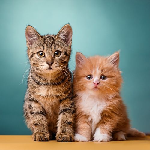 Ritmos Para Mentes Relajadas De Mascotas cover art