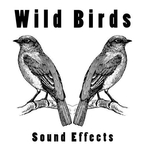 Wild Birds Sound Effects Text Tones and Ringtones_poster_image