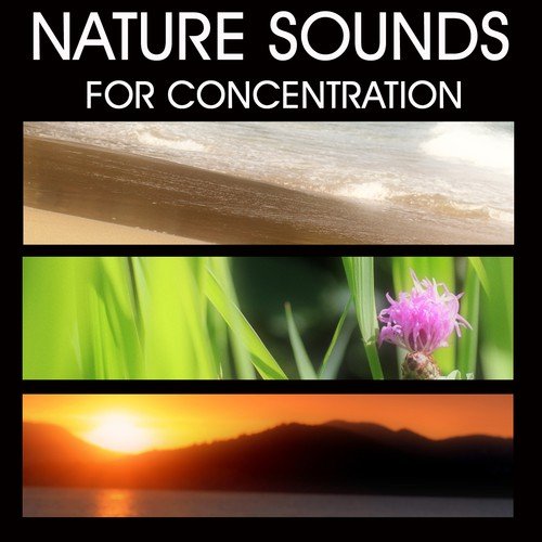 Study Music Sea Sounds - Sea Shore Beach Waves and Crickets at Night . Sounds of Nature for Concentration and Meditation. More Than One Hour of Continuous Music