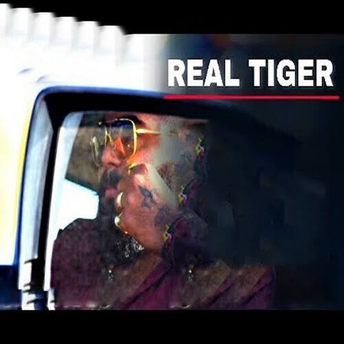 Real Tiger