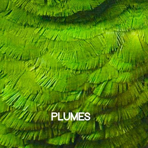 Plumes cover art