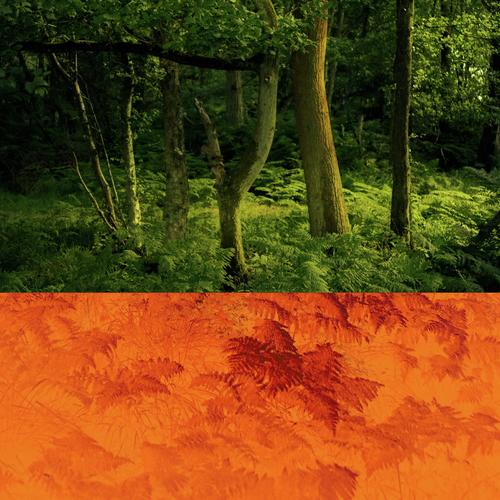 Swarm - Jungle Music cover art