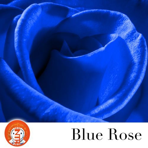 Blue Rose