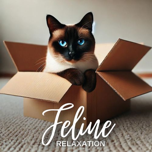 Feline Relaxation: Soothing Piano for Cats