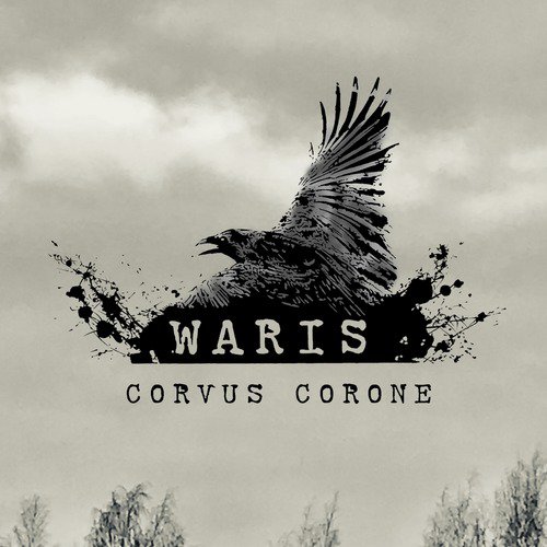 Corvus Corone