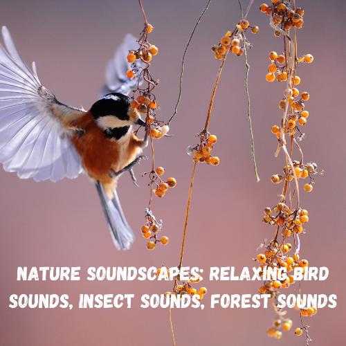 Nature Soundscapes: Relaxing Bird Sounds, Insect Sounds, Forest Sounds_poster_image