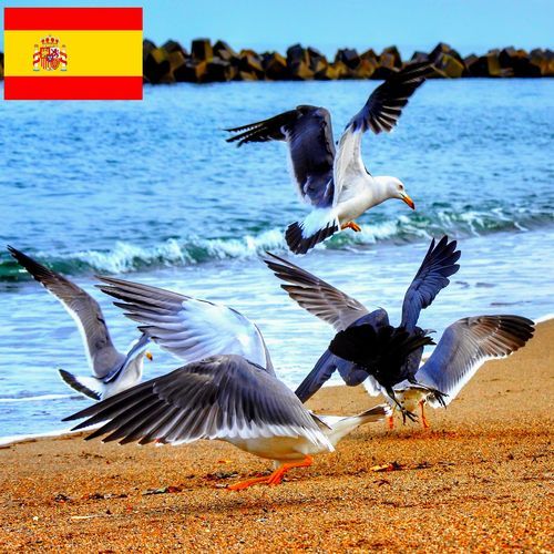 Agitadas Gaviotas sobre la Playa antes una Tormenta