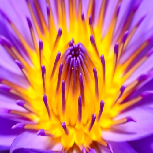 Mélodies ésotériques pour Contrôler la Respiration