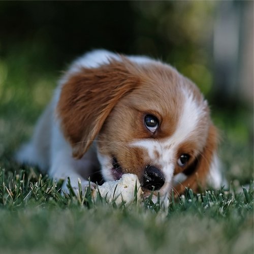 Relaxing Deep Sleep for Dogs