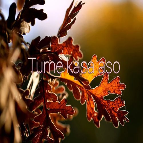 Tume kasa aso