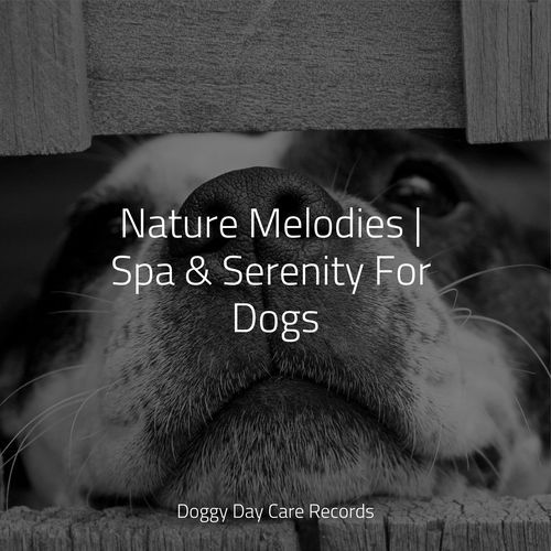 Nature Melodies | Spa & Serenity For Dogs_poster_image