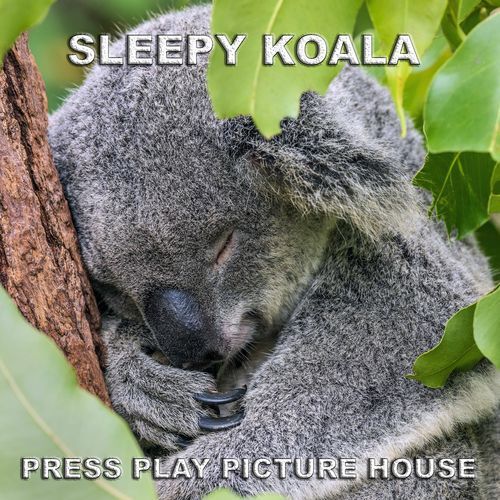 Sleepy Koala cover art