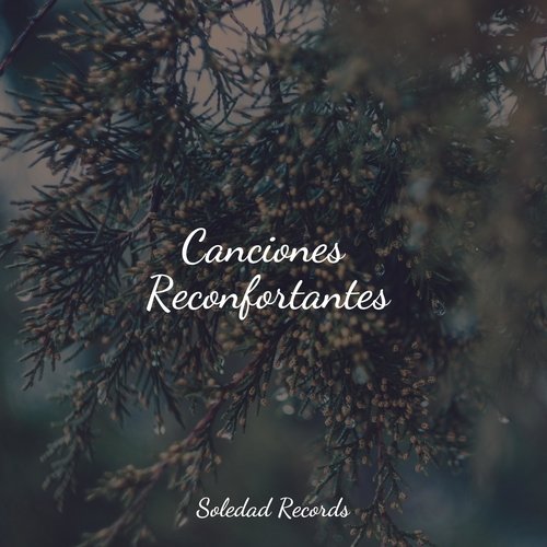Atardecer Del Desierto cover art