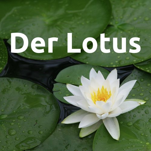 Der Lotus