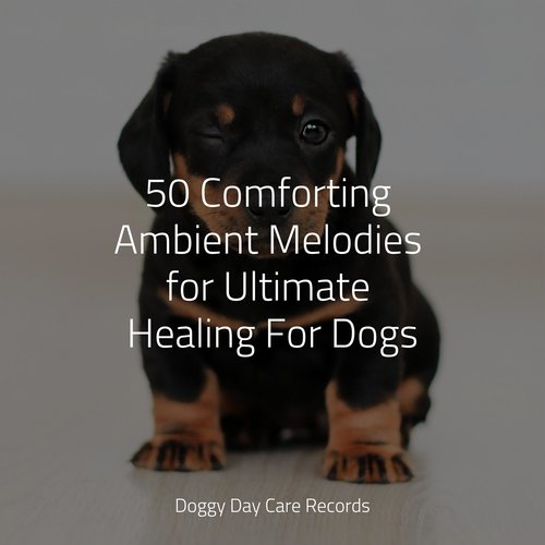 50 Comforting Ambient Melodies for Ultimate Healing For Dogs_poster_image