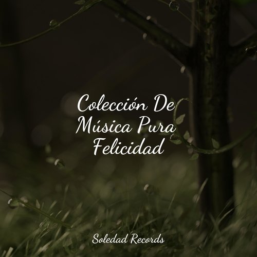 Meditación Relajante cover art