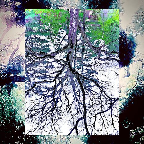 Loris cover art