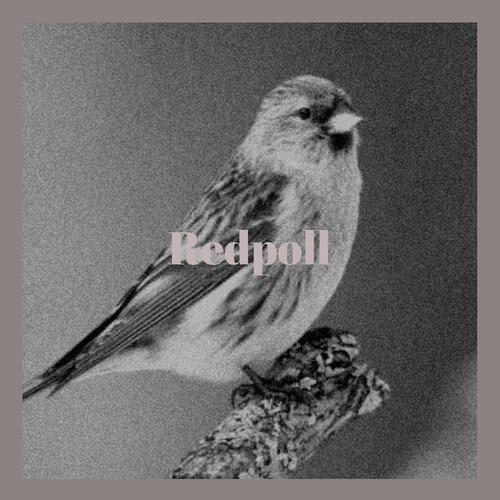 Redpoll cover art