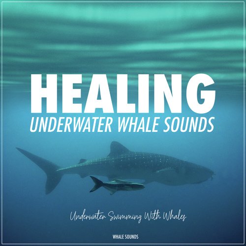 Healing Underwater Whale Sounds - Swimming with Whales (Ambient Soundscape)