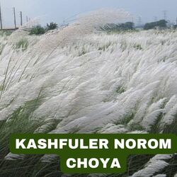 KASHFULER NOROM CHOYA-NDlbBDYJewE