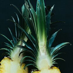 The Transient Sanctum