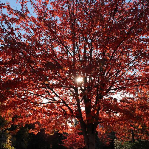 Madrona sky