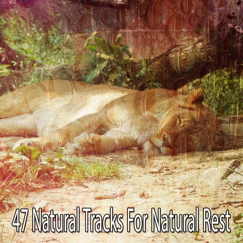 47 Natural Tracks For Natural Rest