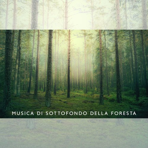 Suoni della Foresta di Notte cover art