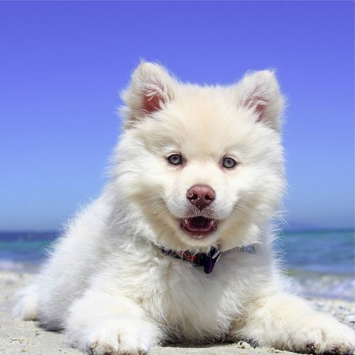 Tracks for When You Leave Your Dog at Home