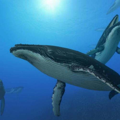 Jonah and the Whale Songs, Download Jonah and the Whale Movie Songs For  Free Online at Saavn.com