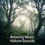 Deep Forest Calm artwork